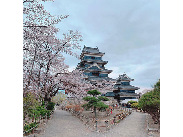 松本城と桜です。
